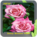 APK Bellezza rose miniature