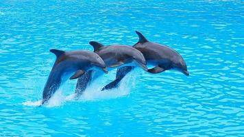 Dolphin wallpaper اسکرین شاٹ 2