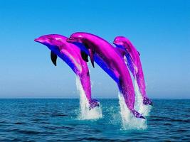 Dolphin wallpaper اسکرین شاٹ 3