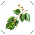 Herbal Medicine Bangla