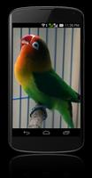 Suara Burung Kicau Screenshot 3