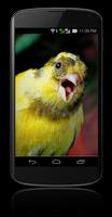 Suara Burung Kicau Screenshot 2