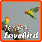 Ternak Lovebird icône