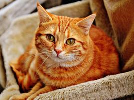 Cat Wallpaper اسکرین شاٹ 3