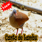 CANTOS DE LAMBU BRASILIO ไอคอน