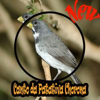 Canto De Tiziu Amazone Brasilio Mp3 plakat