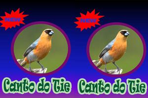Cantos De Tiesangue Brazilios Mp3 screenshot 1