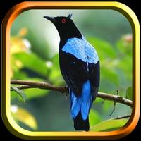 Kicau Cucak Biru Master 截图 2