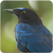 Bird Song of Malabar Whistling Thrush Sound