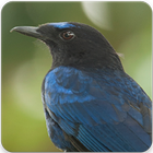 Bird Song of Malabar Whistling Thrush Sound icône