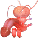 APK VR Male Reproductive System