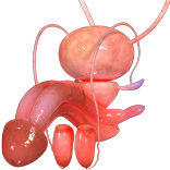 VR Male Reproductive System