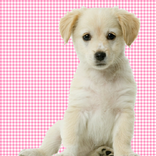 Transparent Background