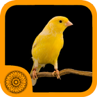 Malika Bird Farm icône