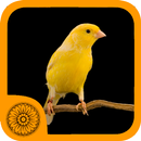 Malika Bird Farm aplikacja