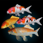 Koi Fish Live Wallpaper icono