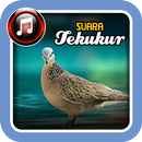 Suara Tekukur-APK