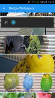 Budgie Wallpaper 포스터