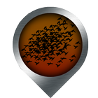 Bird Safari icon