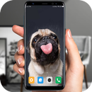 Bulldog lick screen prank aplikacja