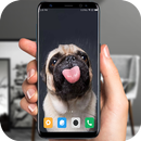 cão brincadeira tela lamber APK