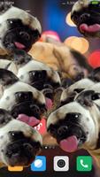 2 Schermata Bulldog lick screen prank
