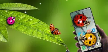 Ladybug in phone prank