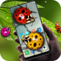Ladybug in phone prank