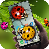 Ladybug in phone prank أيقونة