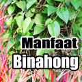 Manfaat Binahong