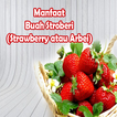 Manfaat Buah Stroberi (Strawberry atau Arbei)