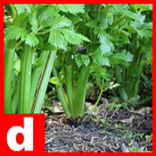 Manfaat Daun - Daunan Lengkap