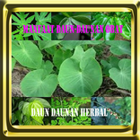 Manfaat Daun Daunan Nusantara