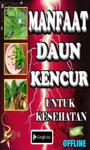 Manfaat Daun Kencur For Android Apk Download