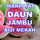 MANPAAT DAUN JAMBU BIJI APK