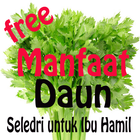 Manfaat Daun Seledri untuk Ibu Hamil أيقونة