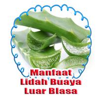 Manfaat Lidah Buaya Kesehatan dan Kecantikan poster