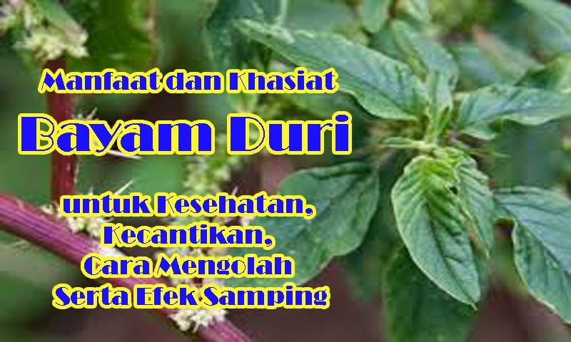 Ternyata Bayam Duri Miliki Banyak Khasiat Dan Manfaat Ini Dia Fix Pekanbaru