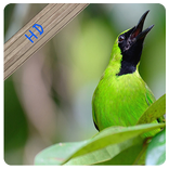 Masteran Cucak Ijo Kalimantan