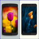 Free Tulip Wallpaper HD APK