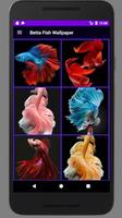 Betta Fish Wallpaper HD الملصق