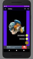 Обои для рабочего стола Betta Fish HD скриншот 1