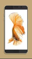 Betta Fish Wallpaper HDコレクション スクリーンショット 3