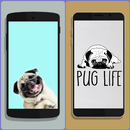 Cute Pug Wallpaper HD APK