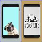 Cute Pug Wallpaper HD simgesi