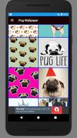 Cute Pug Wallpaper HD poster