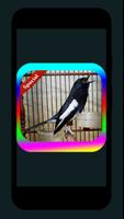 Suara Burung Kacermania Terbaik screenshot 1