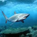 3D Wallpaper Keren