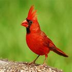 آیکون‌ Cardinal Wallpapers