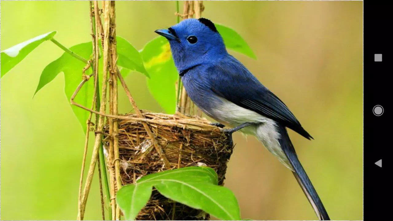 下载宝宝鸟壁纸的安卓版本